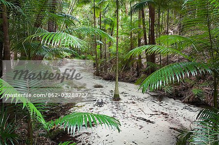 Wanggoolba Creek - a rainforest area on the western side of World Heritage Listed Fraser Island.