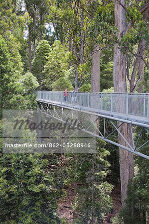 The Tahune Airwalk takes visitors high up through the forest canopy