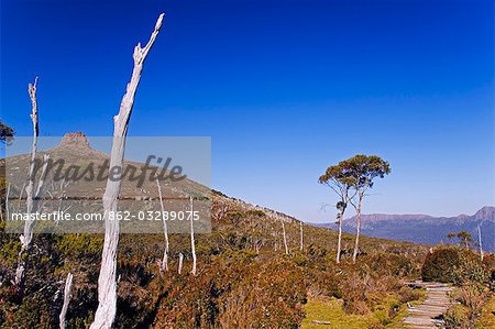 Australie, Tasmanie, « Parc National de Cradle Mountain-Lake St Clair ». Vue du Mont Pelion East (1433m) du mont Ossa (1617m), point culminant de la Tasmanie, sur la piste Overland - partie Tasmanian Wilderness Site du patrimoine mondial.