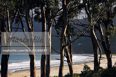 Australia,Tasmania,Tasman Peninsula,Tasman National Park .Late afternoon light on beach and trees.