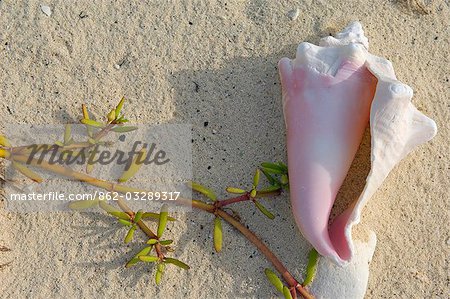 Einer Muschelschale am Strand von Little Whale Cay