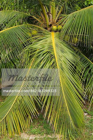 Un palmier or malais sur Little Whale Cay