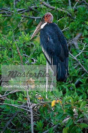 Cigogne de marabout sur le nid, Parc National de Chobe.