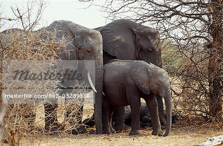 Groupe familial d'éléphants, Parc National de Chobe.