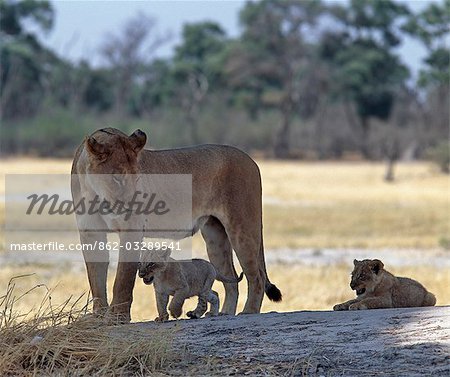 Une lionne et ses deux oursons de jouer sur une terrasse ombragée dans le Reserve.Moremi de la faune de Moremi comprend l'île de chef et a été la première réserve en Afrique à être créé par les indigènes africains. Protéger les écosystèmes riches et diversifiés des régions centrales et orientales du Delta de l'Okavango, Moremi est le seul endroit accessible par véhicule à moteur par temps sec. Une lionne et ses deux oursons de jouer sur une terrasse ombragée dans le Reserve.Moremi de la faune de Moremi comprend l'île de chef et a été la première réserve en Afrique à être créé par les indigènes africains. Protéger les écosystèmes riches et diversifiés des régions centrales et orientales du Delta de l'Okavango, Moremi est le seul endroit accessible par véhicule à moteur par temps sec.