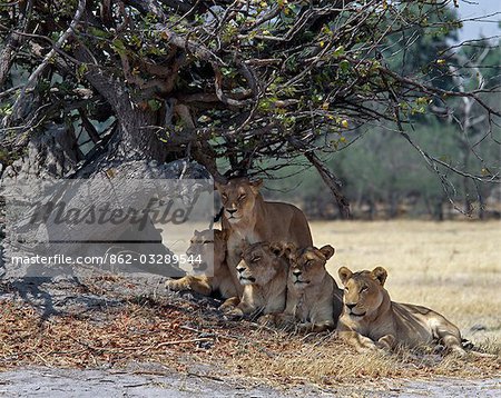 A pride of lions in the Moremi Wildlife Reserve.Moremi incorporates Chief's Island and was the first reserve in Africa to be created by indigenous Africans. Protecting the rich and diverse ecosystems of the central and eastern areas of the Okavango Delta,Moremi is the only area accessible by motor vehicle in dry weather. A pride of lions in the Moremi Wildlife Reserve.Moremi incorporates Chief's Island and was the first reserve in Africa to be created by indigenous Africans. Protecting the rich and diverse ecosystems of the central and eastern areas of the Okavango Delta,Moremi is the only area accessible by motor vehicle in dry weather.