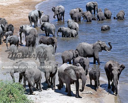 Un grand troupeau d'éléphants boire à la rivière Chobe. Éléphants peuvent passer plusieurs jours sans eau, mais boire et se baigner tous les jours par choix.Durant la saison sèche, quand tous les trous d'eau saisonniers et casseroles ont séché, des milliers d'animaux sauvages convergent sur la rivière Chobe, à la frontière entre le Botswana et la Namibie. Le parc est justement célèbre pour ses grands troupeaux d'éléphants et de buffles.