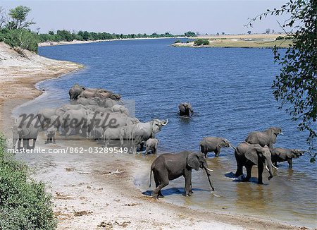 Un grand troupeau d'éléphants boire à la rivière Chobe. Éléphants peuvent passer plusieurs jours sans eau, mais boire et se baigner tous les jours par choix.Durant la saison sèche, quand tous les trous d'eau saisonniers et casseroles ont séché, des milliers d'animaux sauvages convergent sur la rivière Chobe, à la frontière entre le Botswana et la Namibie. Le parc est justement célèbre pour ses grands troupeaux d'éléphants et de buffles. Un grand troupeau d'éléphants boire à la rivière Chobe. Éléphants peuvent passer plusieurs jours sans eau, mais boire et se baigner tous les jours par choix.Durant la saison sèche, quand tous les trous d'eau saisonniers et casseroles ont séché, des milliers d'animaux sauvages convergent sur la rivière Chobe, à la frontière entre le Botswana et la Namibie. Le parc est justement célèbre pour ses grands troupeaux d'éléphants et de buffles.