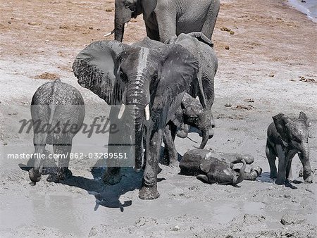 Éléphants profiter d'un bain de boue près de la rive de la rivière Chobe.Durant la saison sèche, quand tous les trous d'eau saisonniers et casseroles ont séché, des milliers d'animaux sauvages convergent sur la rivière Chobe, à la frontière entre le Botswana et la Namibie. Le parc est justement célèbre pour ses grands troupeaux d'éléphants et de buffles... Éléphants profiter d'un bain de boue près de la rive de la rivière Chobe.Durant la saison sèche, quand tous les trous d'eau saisonniers et casseroles ont séché, des milliers d'animaux sauvages convergent sur la rivière Chobe, à la frontière entre le Botswana et la Namibie. Le parc est justement célèbre pour ses grands troupeaux d'éléphants et de buffles...