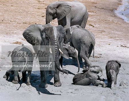 Éléphants profiter d'un bain de boue près de la rive de la rivière Chobe.Durant la saison sèche, quand tous les trous d'eau saisonniers et casseroles ont séché, des milliers d'animaux sauvages convergent sur la rivière Chobe, à la frontière entre le Botswana et la Namibie. Le parc est justement célèbre pour ses grands troupeaux d'éléphants et de buffles...