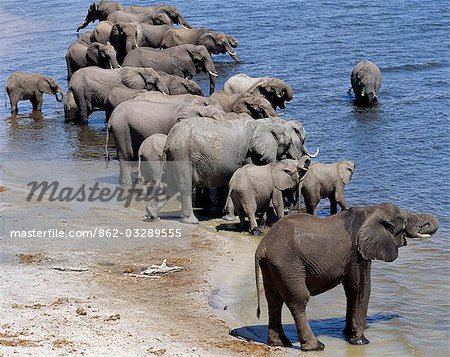 Éléphants boivent à la rivière Chobe. Éléphants peuvent passer plusieurs jours sans eau, mais boire et se baigner tous les jours par choix.Durant la saison sèche, quand tous les trous d'eau saisonniers et casseroles ont séché, des milliers d'animaux sauvages convergent sur la rivière Chobe, à la frontière entre le Botswana et la Namibie. Le parc est justement célèbre pour ses grands troupeaux d'éléphants et de buffles...