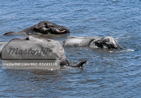 Elephants swim across the Chobe River.In the dry season when all the seasonal waterholes and pans have dried,thousands of wild animals converge on the Chobe River,the boundary between Botswana and Namibia. The park is justifiably famous for its large herds of elephants and buffaloes..