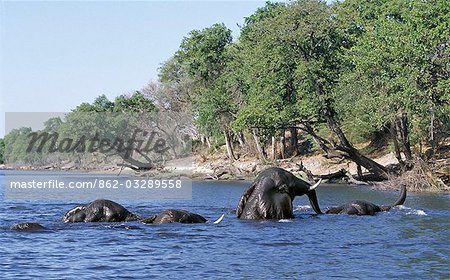 Baignade éléphants dans le Chobe River.In la saison sèche, quand tous les trous d'eau saisonniers et casseroles ont séché, des milliers d'animaux sauvages convergent sur la rivière Chobe, à la frontière entre le Botswana et la Namibie. Le parc est justement célèbre pour ses grands troupeaux d'éléphants et de buffles... Baignade éléphants dans le Chobe River.In la saison sèche, quand tous les trous d'eau saisonniers et casseroles ont séché, des milliers d'animaux sauvages convergent sur la rivière Chobe, à la frontière entre le Botswana et la Namibie. Le parc est justement célèbre pour ses grands troupeaux d'éléphants et de buffles...