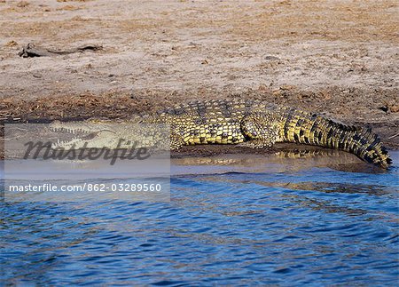 A Nile crocodile basks in the sun on the southern bank of the Chobe River. In the dry season when all the seasonal waterholes and pans have dried,thousands of wild animals converge on the Chobe River,the boundary between Botswana and Namibia. The park is justifiably famous for its large herds of elephants and buffaloes.. A Nile crocodile basks in the sun on the southern bank of the Chobe River. In the dry season when all the seasonal waterholes and pans have dried,thousands of wild animals converge on the Chobe River,the boundary between Botswana and Namibia. The park is justifiably famous for its large herds of elephants and buffaloes..