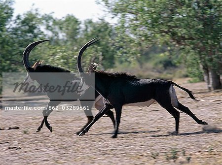 Deux mâles antilopes de Sable traversent des pays bush ouvert dans le Parc National de Chobe. Leurs manteaux noir de jais et des visages blancs et revers, le Sable est l'une des plus belles antilopes de l'Afrique... Deux mâles antilopes de Sable traversent des pays bush ouvert dans le Parc National de Chobe. Leurs manteaux noir de jais et des visages blancs et revers, le Sable est l'une des plus belles antilopes de l'Afrique...