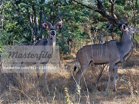 Deux grand koudou mâle se fondre dans la lumière tachetée de la forêt riveraine dans le Parc National de Chobe. Caractérisés par leurs magnifiques cornes tire-bouchon double-chutent et les rayures de torse, ces antilopes sont assez communes dans les régions boisées de Chobe...