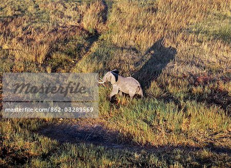 From the air,a fine bull elephant with long early morning shadows in the Okavango Delta of northwest Botswana. Elephants from the Okavango Delta generally have tusks,which are thick but quite short.