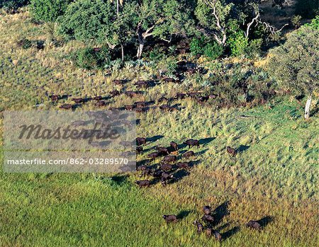 Un grand troupeau de buffles se dégage de la forêt riveraine dans le Delta de l'Okavango du Nord-Ouest du Botswana.