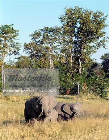 Un petit groupe familial d'éléphants eux-mêmes la poussière dans le soleil d'après-midi tardif à la réserve de faune de Moremi. Réserve de faune de Moremi couvre 1 463 milles carrés du coin nord-est du marais Okavango et regorge de jeu. Un petit groupe familial d'éléphants eux-mêmes la poussière dans le soleil d'après-midi tardif à la réserve de faune de Moremi. Réserve de faune de Moremi couvre 1 463 milles carrés du coin nord-est du marais Okavango et regorge de jeu.