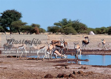 Un troupeau de Springbok boire à un point d'eau dans le Parc National de Nxai Pan. Situé au nord de la Mkgadikgadi casseroles, ce parc de 2 658 km2 est plat et sans relief mais, après la pluie, ses prairies soutiennent une population de la grande faune transitoire.