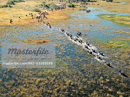 Un troupeau de buffles traverser une rivière dans le Delta de l'Okavango.