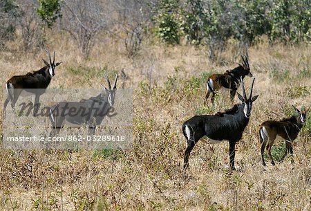 A small herd of Sable antelopes in the Chobe National Park. With their jet-black coats,and white faces and underbellies,the male Sable is one of Africa's most beautiful antelopes.