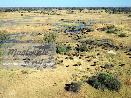 A herd of Cape buffalo graze in the Okavango Delta. A herd of Cape buffalo graze in the Okavango Delta.