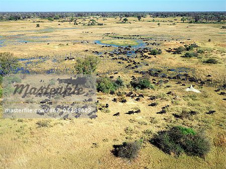 A herd of Cape buffalo graze in the Okavango Delta.