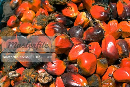 Brazil,Bahia,Boipeba Island. Dende seed from the palm processed in the next stage to make Dende Oil a staple of Brazilian cuisine.