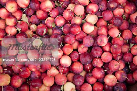 Biologique pommes, Penticton, vallée de l'Okanagan, en Colombie-Britannique, Canada
