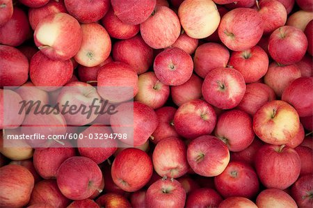 Organic Apples, Penticton, Okanagan Valley, British Columbia, Canada