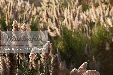 Pampas Grass, Richmond, California, USA