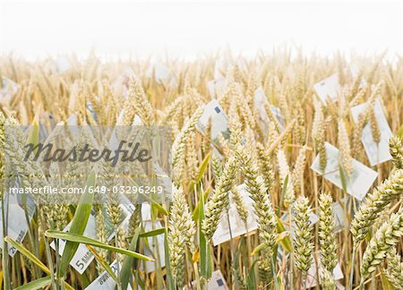 Wheat Field with money