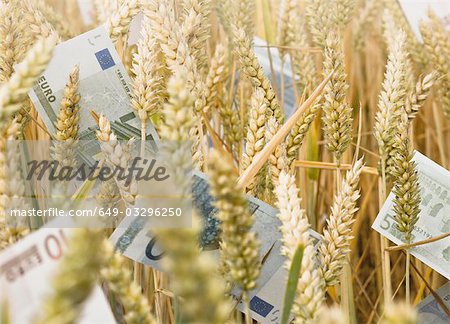 Wheat Field with money
