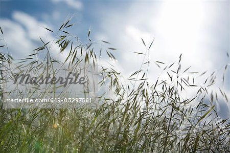 Grass with sky