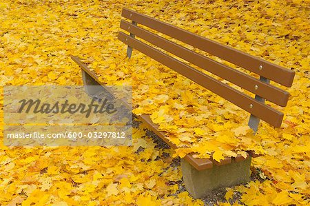 Park Bench with Maple Leaves in Autumn, Nuremberg, Bavaria, Germany