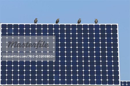 Birds Sitting on Solar Panels, Bavaria, Germany