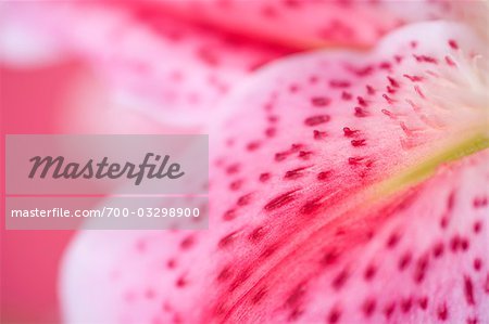 Lily Blütenblatt