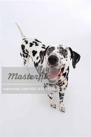 Dalmatian, standing looking up, mouth open, elevated view