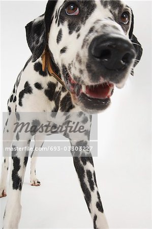 Dalmatian standing, close-up