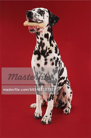 Dalmatian, sitting, holding rubber bone in mouth