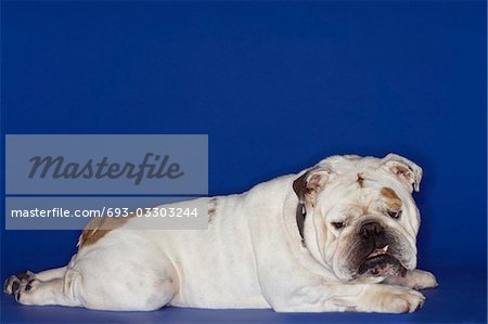 Bulldog lying prone, side view