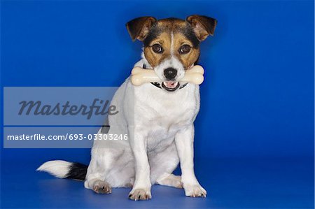 Jack Russell terrier assis, tenant un os en caoutchouc dans la bouche