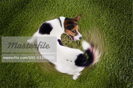 Jack Russell terrier chasing tail, view from above