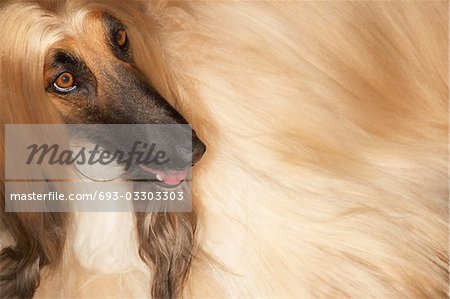 Afghanischer Windhund, close-up