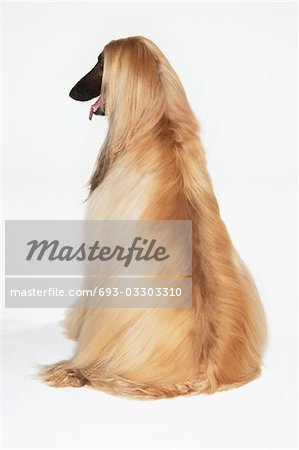 Afghan hound, sitting, back view