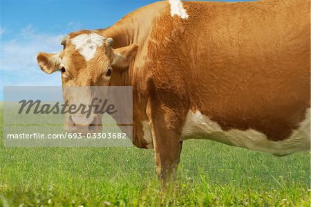 Brown cow in field, side view