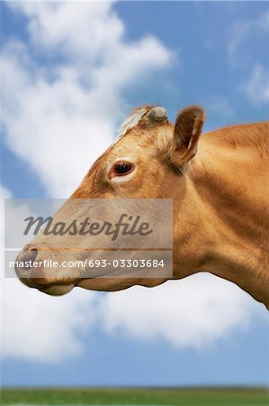 Braune Kuh im Feld, Seitenansicht, close-up des Kopfes