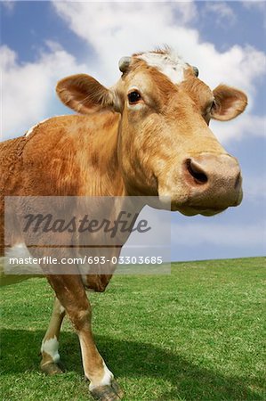 Brown cow walking in field