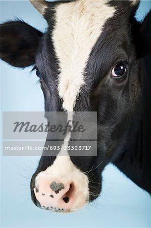 Vache sur fond bleu, gros plan de la tête